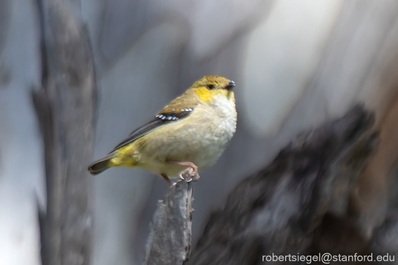 pardalote